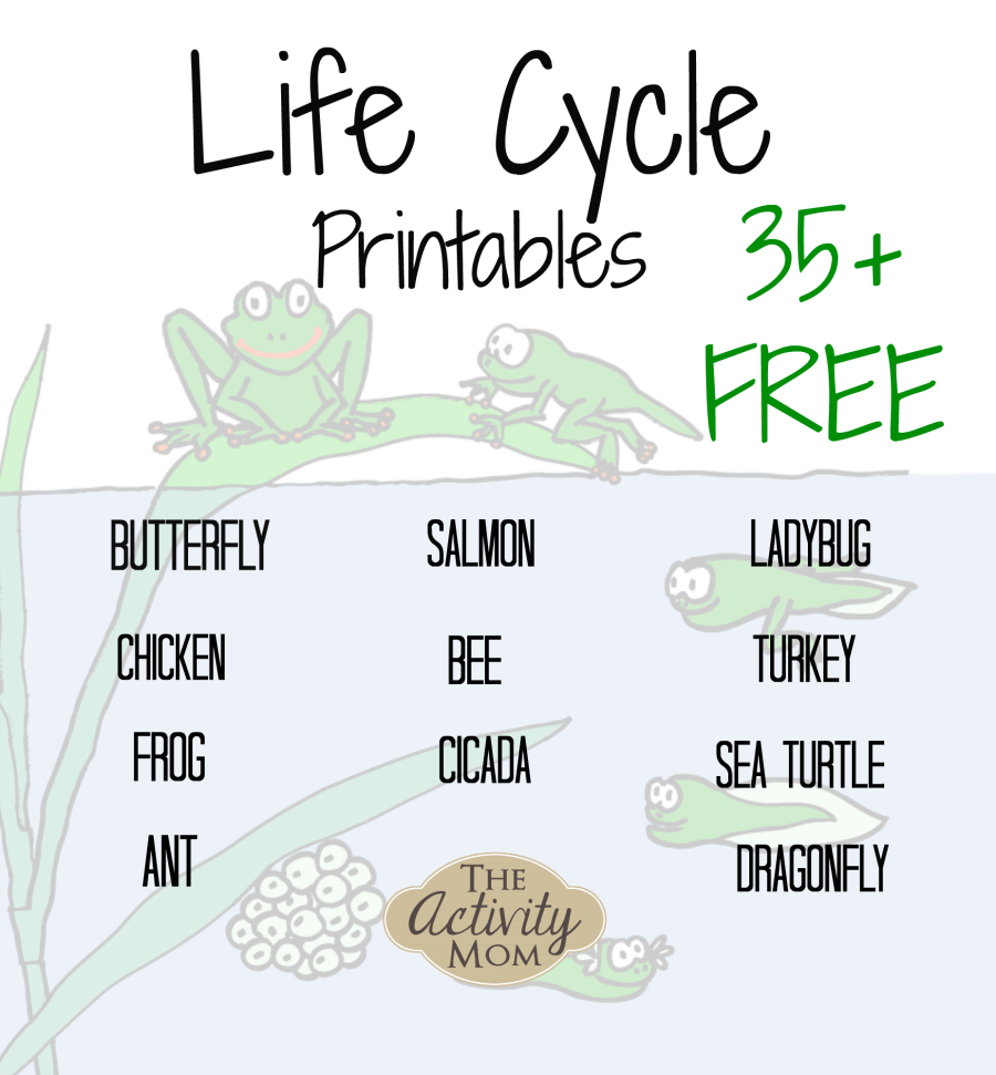 The Activity Mom - Life Cycles Printable - The Activity Mom | Free Printable Ladybug Life Cycle Worksheets