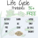The Activity Mom   Life Cycles Printable   The Activity Mom | Life Cycle Of A Frog Free Printable Worksheets