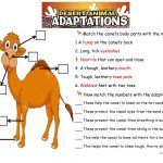 The Camel. Animals Adaptations Worksheet   Free Esl Printable | Free Printable Worksheets Animal Adaptations