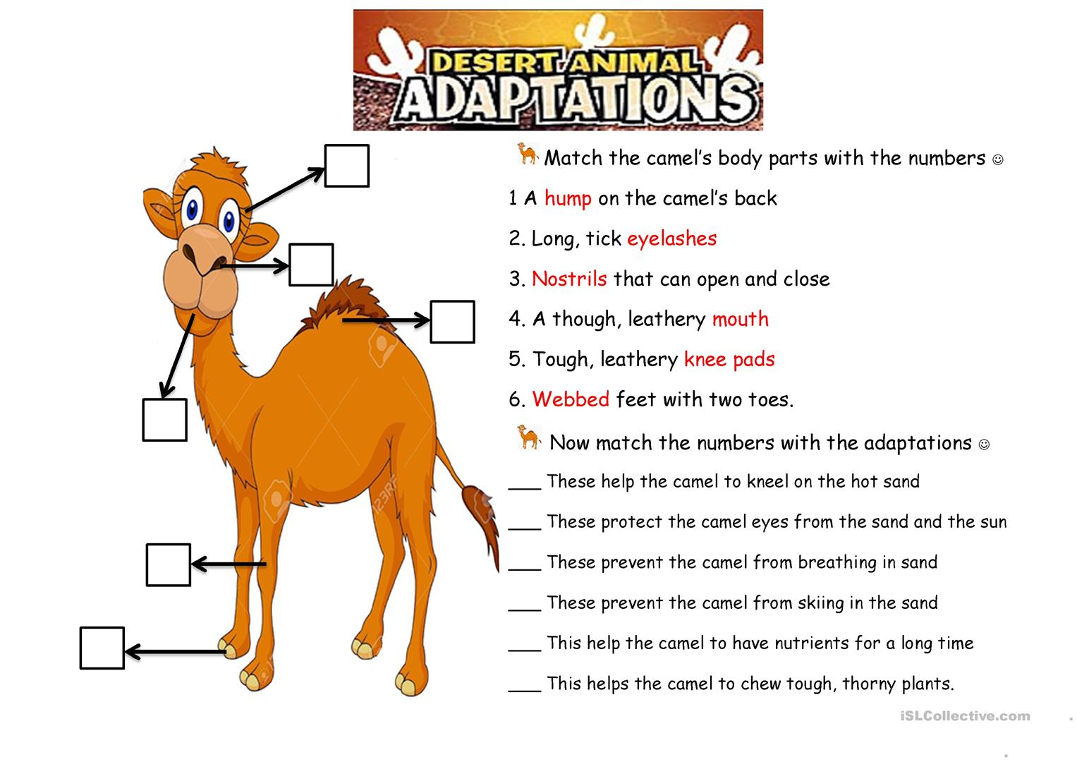 Animal Adaptations For Kids Animaljkl