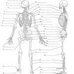 Unlabeled Diagram Of The Human Skeleton . Unlabeled Diagram Of The | Human Skeleton Printable Worksheet