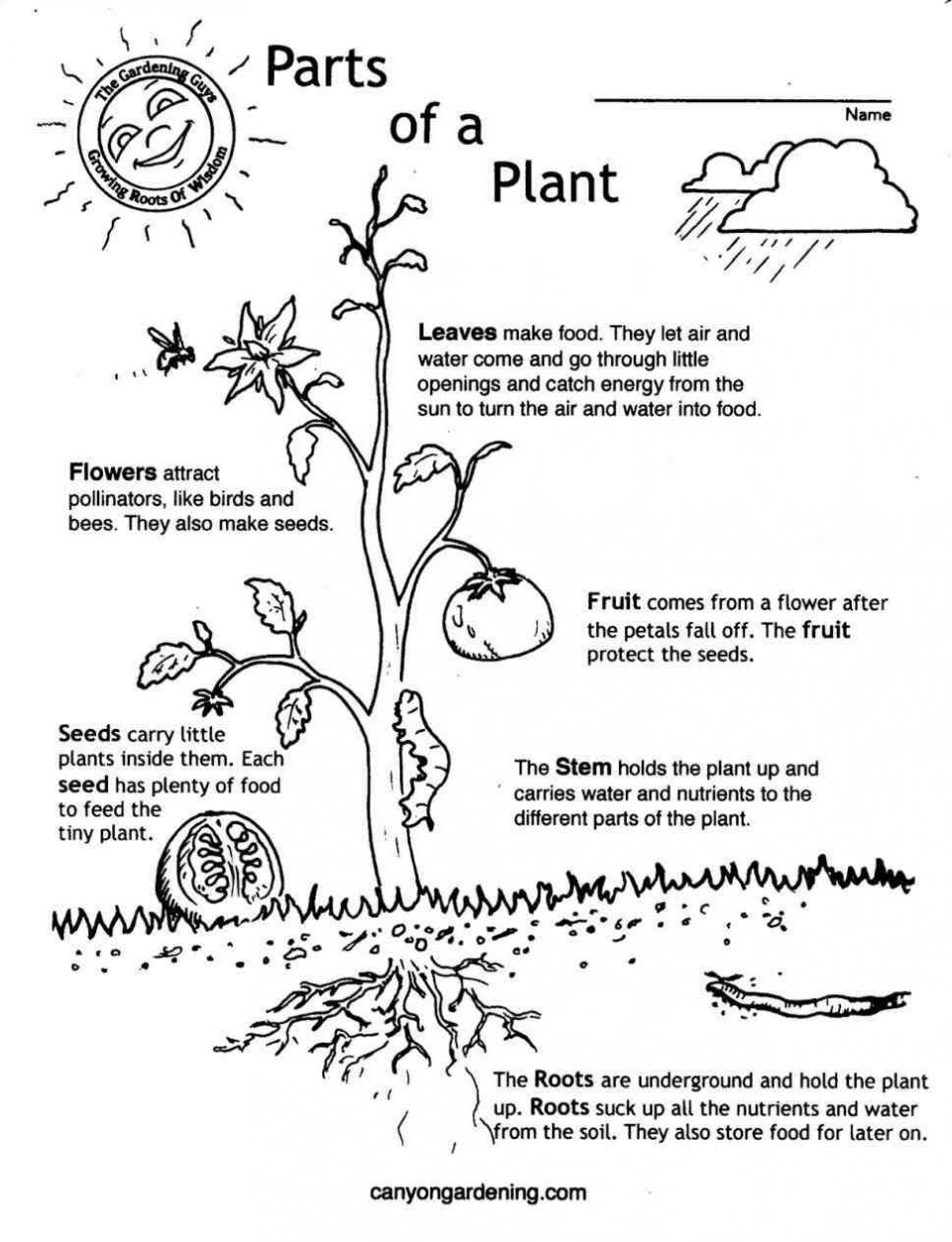 Worksheet : Life Cycle Flowering Plant Booklet Math Worksheets For | Free Plant Life Cycle Worksheet Printables
