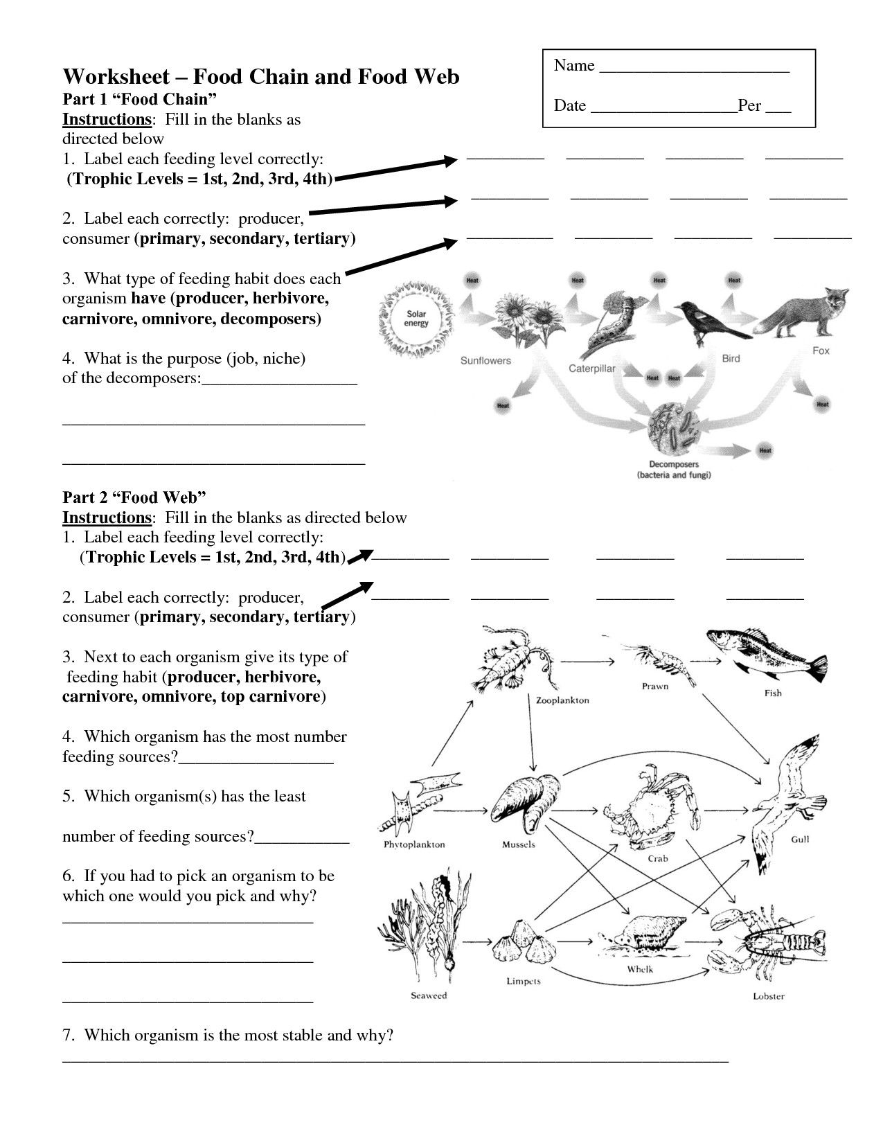 Worksheets On Food Chains And Food Webs | Science | Food Web | Food Chain Printable Worksheets