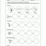 Worksheets On Food Chains | Science | Food Chain Worksheet, Science | Food Chain Printable Worksheets