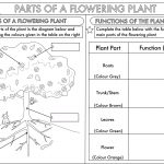 Year 3 Science: Parts Of A Plant Worksheetbeckystoke | Teaching | Free Plant Life Cycle Worksheet Printables